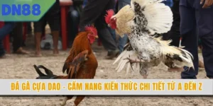 Đá Gà Cựa Dao - Cẩm Nang Kiến Thức Chi Tiết Từ A Đến Z
