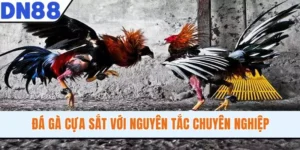 Đá Gà Cựa Sắt Với Nguyên Tắc Chuyên Nghiệp, Minh Bạch